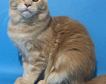 Кошки в Колпашево: Котята мейн-кун, 12 000 руб. - фото 6