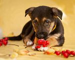 Собаки в Москве: Красивые щенки в дар, Бесплатно - фото 7