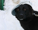 Собаки в Москве: Дружелюбный пёс Карлос из приюта, ищет дом Мальчик, 10 руб. - фото 10