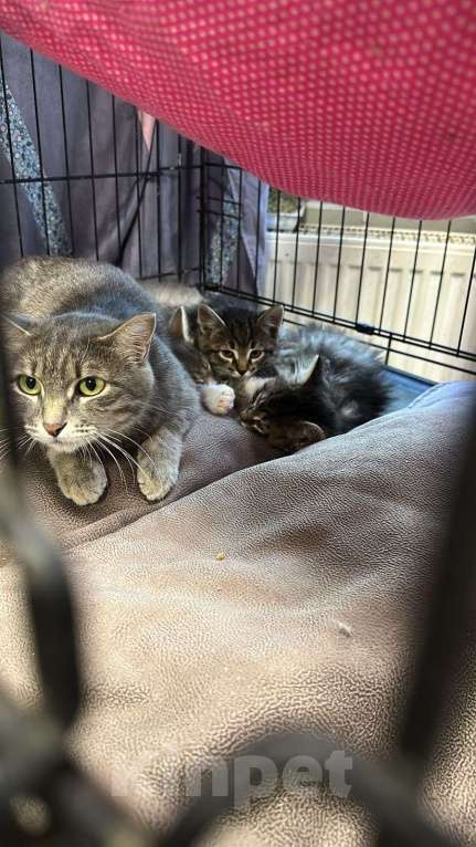 Кошки в Москве: Любимых шпротиков много не бывает, а у нас их 5 Мальчик, Бесплатно - фото 2