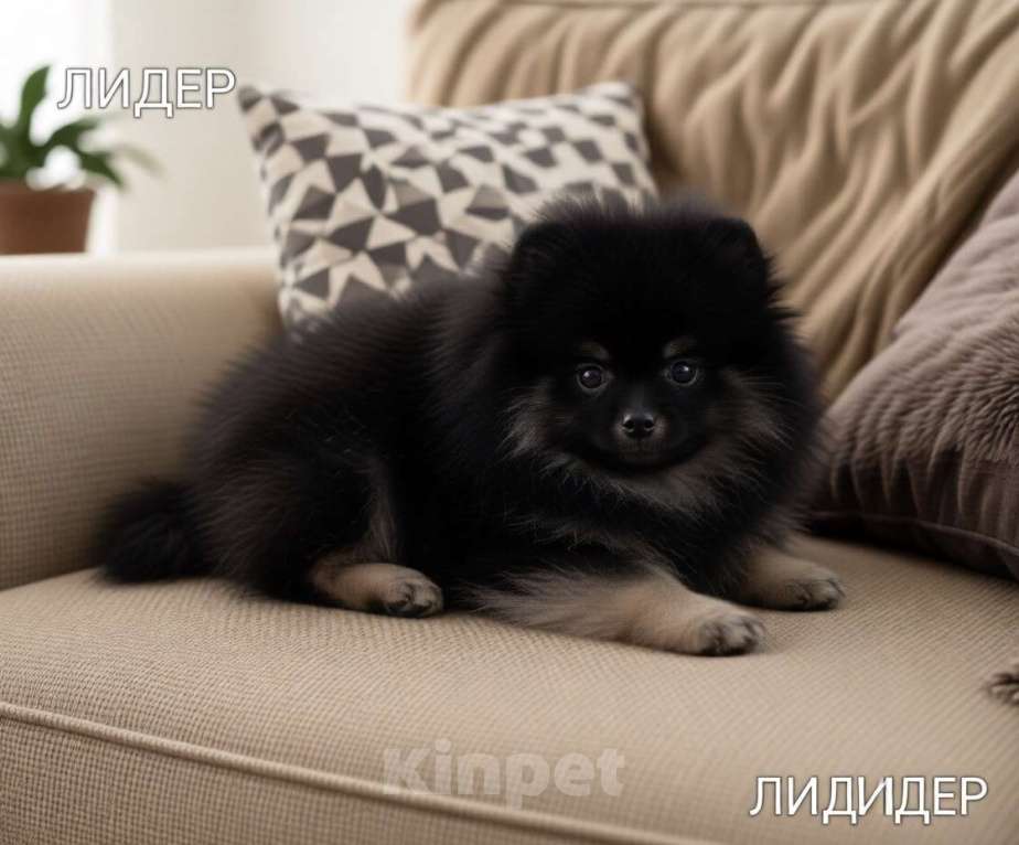 Собаки в Москве: Шпиц мальчик Мальчик, 40 000 руб. - фото 3