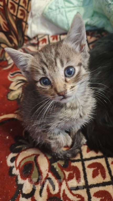 Кошки в Санкт-Петербурге: Кошка Даша и ее котята Мальчик, Бесплатно - фото 1