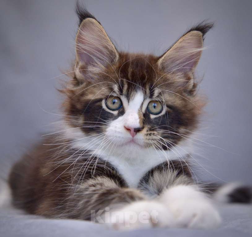 Кошки в Краснодаре: Мейн-кун Мальчик, 80 000 руб. - фото 5