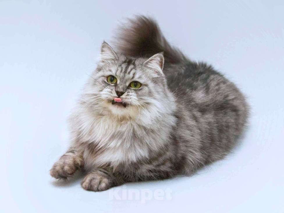 Кошки в Москве: Ласковая пушистая кошка Мисо в добрые руки Девочка, Бесплатно - фото 7