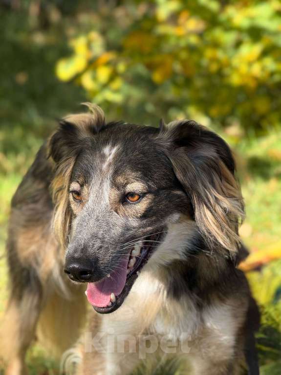 Собаки в Москве: Мистер улыбка Мультик Мальчик, Бесплатно - фото 9