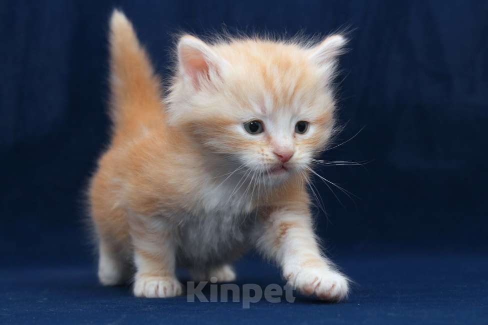 Кошки в Санкт-Петербурге: Сибирский котенок Мальчик, Бесплатно - фото 6