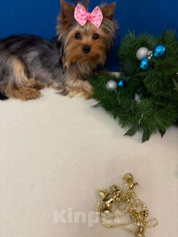 Собаки в Москве: Йоркширский  терьер  Очаровательная  Девочка Девочка, 50 000 руб. - фото 2