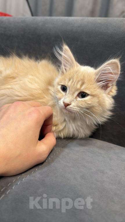 Кошки в Чите: Отдам в добрые руки котенка Мэй Куна, возраст примерно 2 месяца.  Мальчик, Бесплатно - фото 1