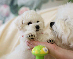 Собаки в Москве: Щенки Бишон фризе Мальчик, Бесплатно - фото 4