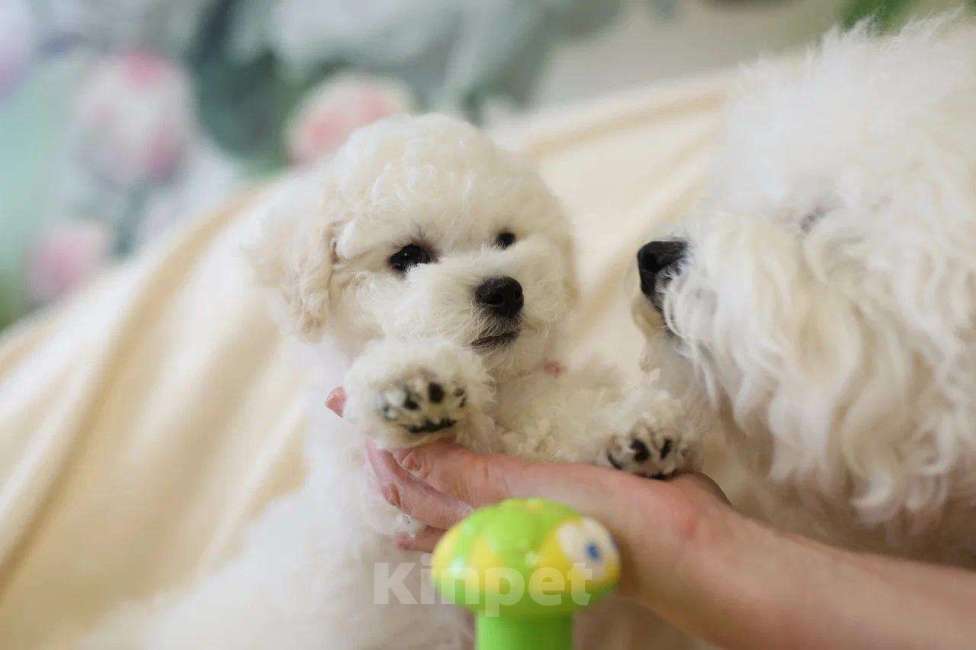 Собаки в Москве: Щенки Бишон фризе Мальчик, Бесплатно - фото 4