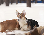 Собаки в Новосибирске: Продажа корги пемброк Мальчик, 70 руб. - фото 8