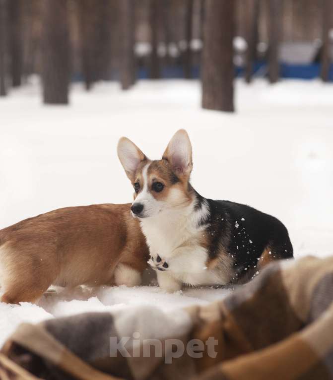 Собаки в Новосибирске: Продажа корги пемброк Мальчик, 70 руб. - фото 8