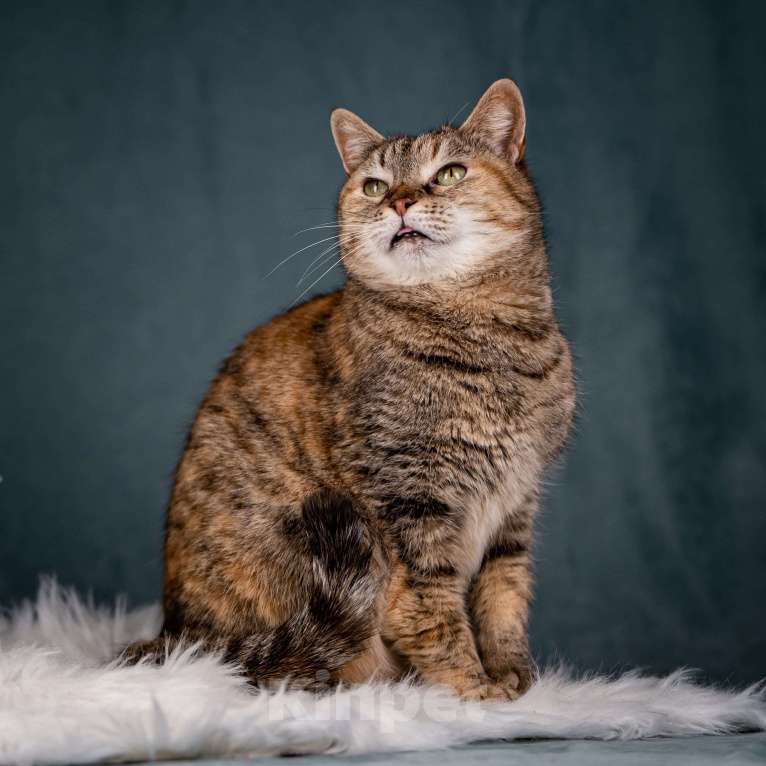 Кошки в Клине: Мадам — необычная кошечка Девочка, Бесплатно - фото 7