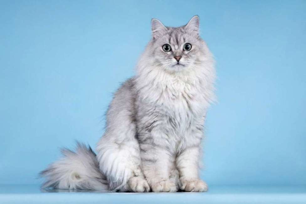 Кошки в Москве: Ласковый котик Ринальдо в добрые руки Мальчик, Бесплатно - фото 6