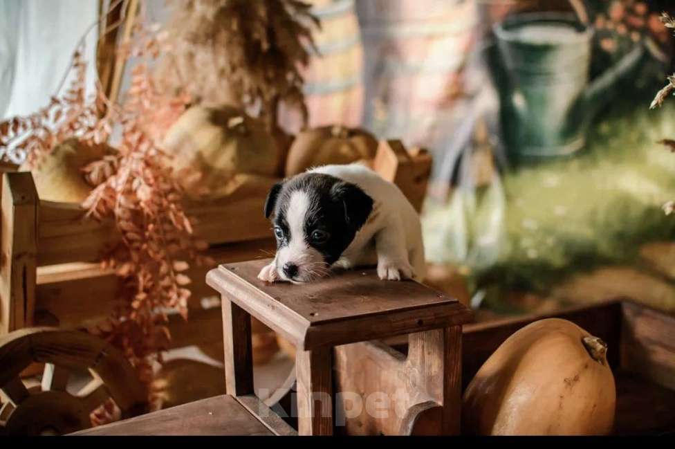 Собаки в Симферополе: Щенок девочка Джек  Девочка, 19 500 руб. - фото 3