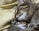 Кошки в Ижевске: Отдам котенка в добрые руки  Мальчик, Бесплатно - фото 1