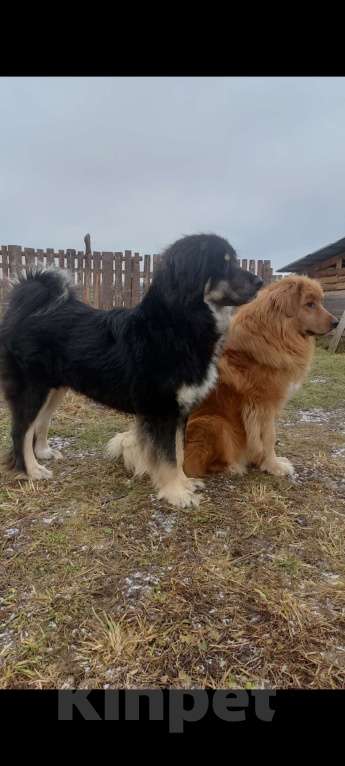 Собаки в Магнитогорске: Банхар(монгольский Волкодав)  Мальчик, 40 000 руб. - фото 8