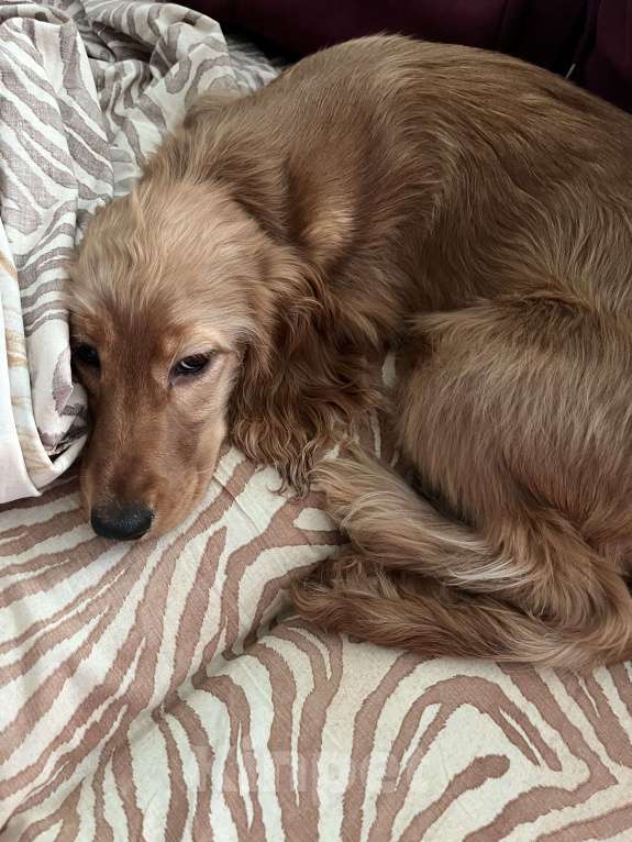 Собаки в Перми: Спаниель Девочка, 20 000 руб. - фото 1