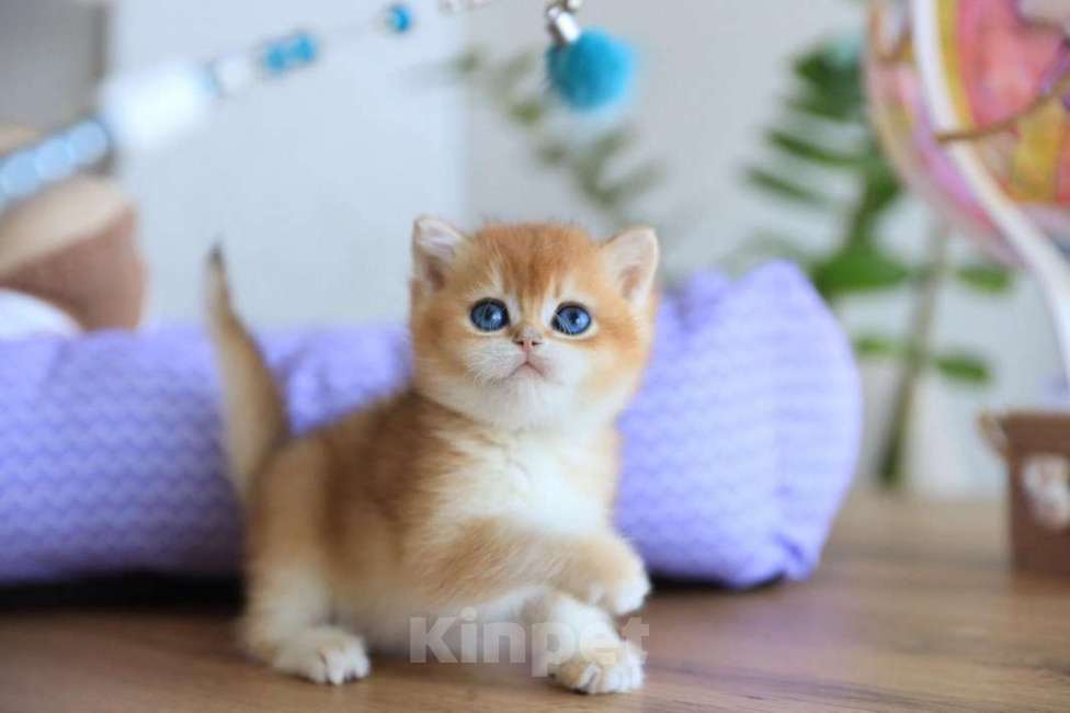 Кошки в Москве: Британский котёнок Оскар Мальчик, 130 000 руб. - фото 3