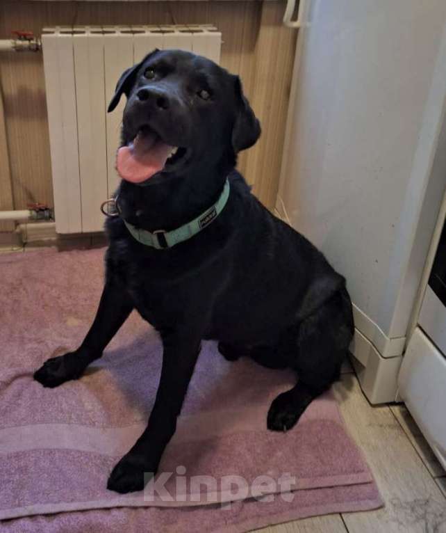 Собаки в Москве: У Дэни две недели на поиски дома! Мальчик, Бесплатно - фото 1