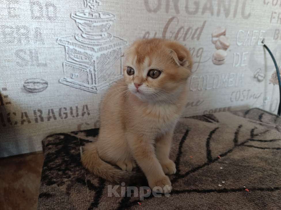 Кошки в Екатеринбурге: Вислоухая девочка окраса ny11 Девочка, 16 000 руб. - фото 8