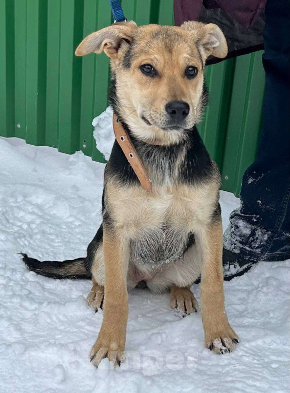 Собаки в Серпухове: Щеночек Лика в добрые руки Девочка, Бесплатно - фото 8