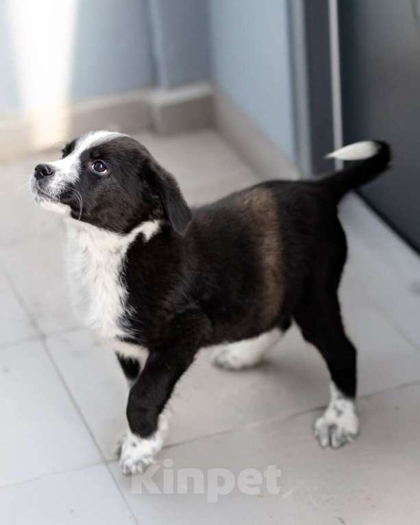 Собаки в Москве: Чудесный щенок Чижик ищет дом. Мальчик, Бесплатно - фото 5