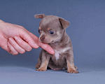 Собаки в Люберцах: Чихуахуа щенки Мальчик, 40 000 руб. - фото 1