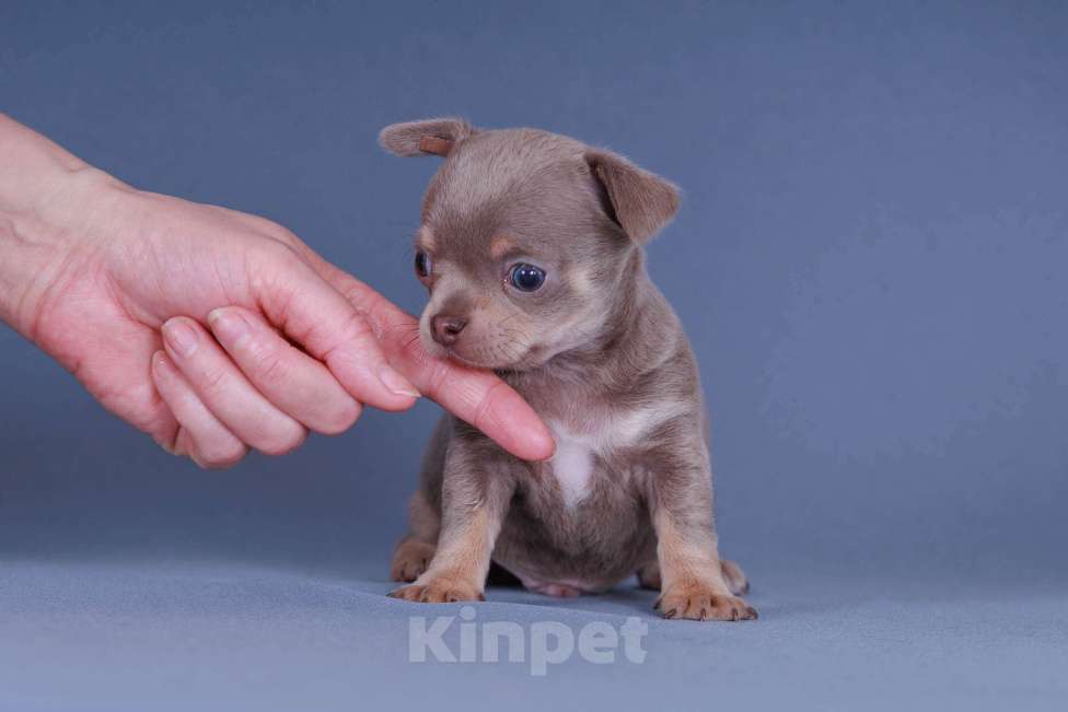 Собаки в Люберцах: Чихуахуа щенки Мальчик, 40 000 руб. - фото 1