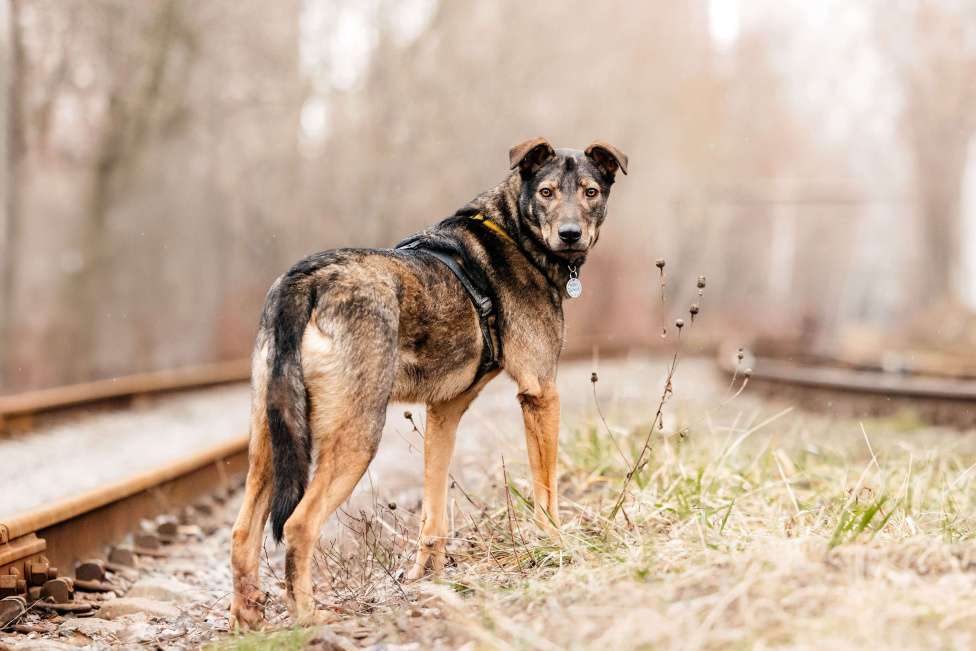 Собаки в Москве: Искренний и добрый пёсик из приюта в добрые руки Мальчик, Бесплатно - фото 6