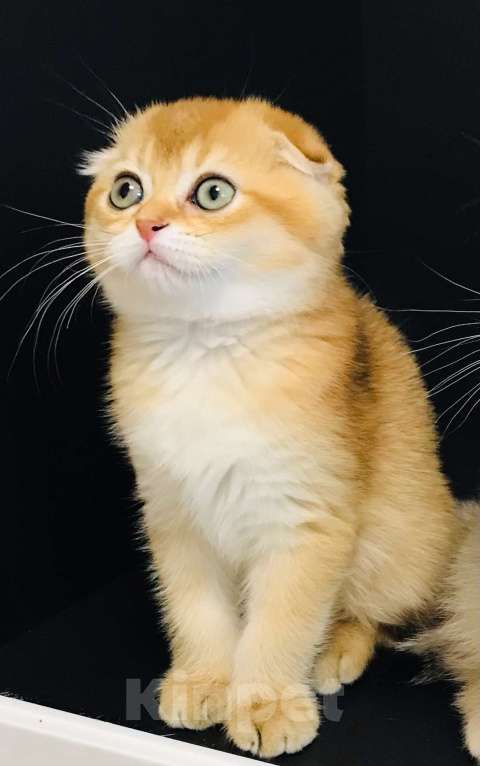 Кошки в Санкт-Петербурге: шотландская золотая шиншила Девочка, 50 000 руб. - фото 2