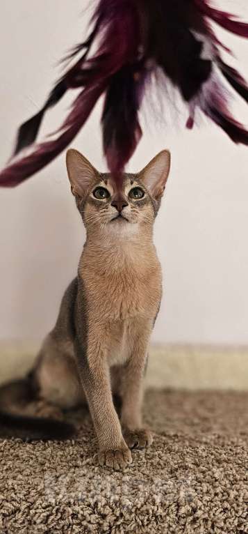 Кошки в Сочи: Абиссинский котенок  Девочка, 35 000 руб. - фото 1