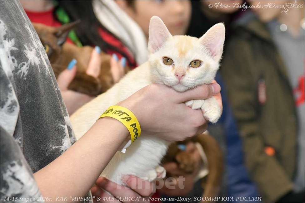 Кошки в Ростове-на-Дону: Котенок европейской Бурмы Мальчик, 65 000 руб. - фото 2