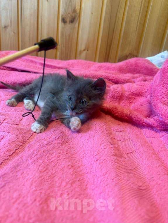 Кошки в Москве: котята в добрые руки Девочка, Бесплатно - фото 4