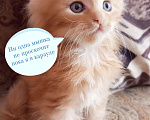 Кошки в Иркутске: Рыжий мальчик  Мальчик, 1 000 руб. - фото 3