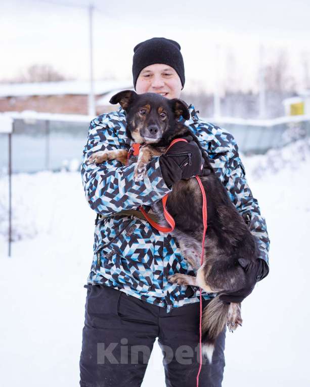 Собаки в Москве: небольшой пёсик ищет дом Мальчик, Бесплатно - фото 8