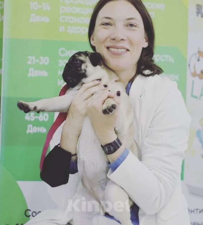 Собаки в Москве: Шагар Шервуд Мальчик, 85 000 руб. - фото 7