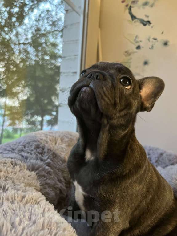 Собаки в Москве: Щенок французского бульдога  Девочка, 45 000 руб. - фото 3