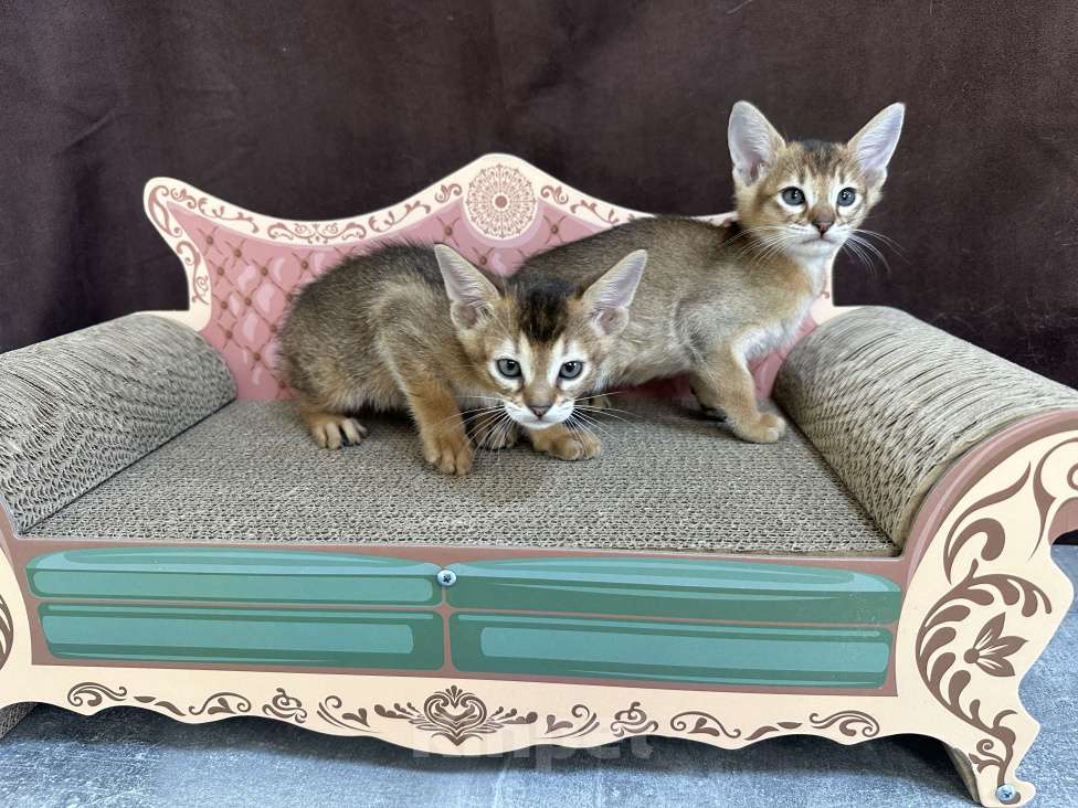 Кошки в Москве: абиссинская кошечка дикого окраса под резерв  Девочка, 85 000 руб. - фото 9