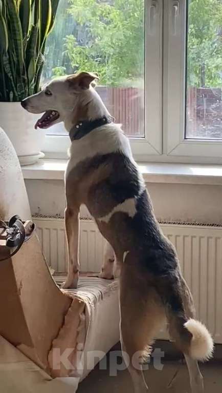 Собаки в Котельнике: Мальчик с разноцветными глазами и очень трудной судьбой! Мальчик, Бесплатно - фото 6