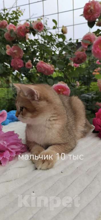 Кошки в Краснодаре: Котята золотая шиншилла Девочка, 15 000 руб. - фото 2