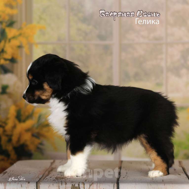 Собаки в других городах Московской области: Продается девочка миниаусси Девочка, 80 000 руб. - фото 2