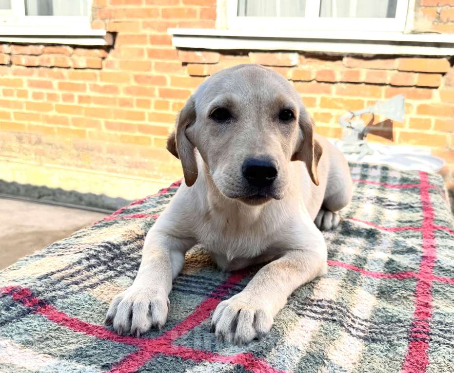 Собаки в Краснодаре: Щенки лабрадора палевые ркф  Девочка, 25 000 руб. - фото 5