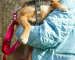 Собаки в Москве: Маленькая рыжая собачка в дар Девочка, Бесплатно - фото 4