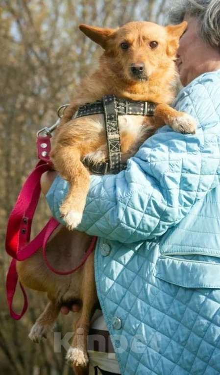 Собаки в Москве: Маленькая рыжая собачка в дар Девочка, Бесплатно - фото 4