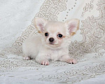 Собаки в Люберцах: Чихуахуа  Мальчик, 37 000 руб. - фото 2