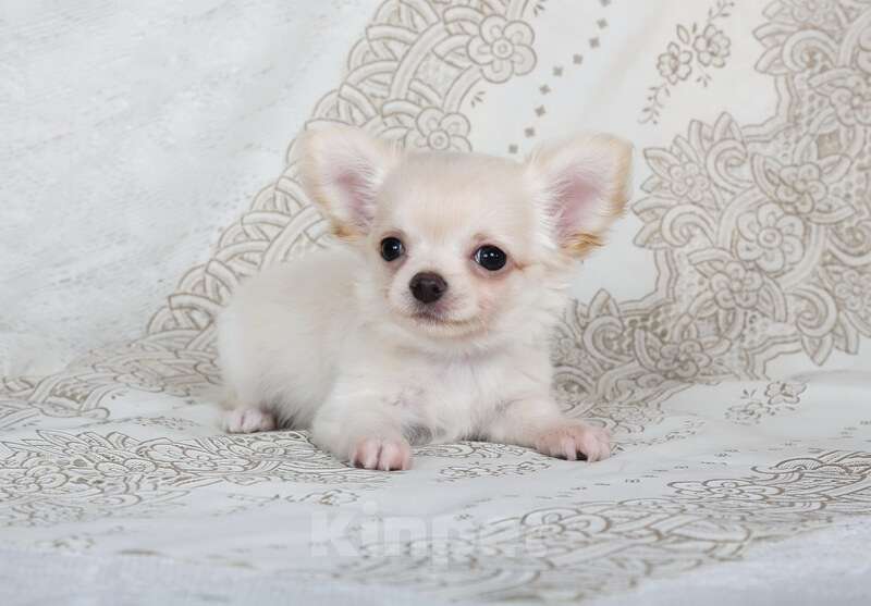 Собаки в Люберцах: Чихуахуа  Мальчик, 37 000 руб. - фото 2