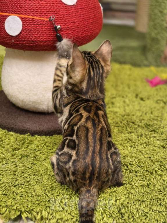 Кошки в Москве: Fluffy Benjoy Девочка, 85 000 руб. - фото 6