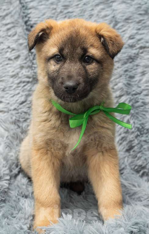 Собаки в Подольске: Алисе нужен дом  Девочка, Бесплатно - фото 4