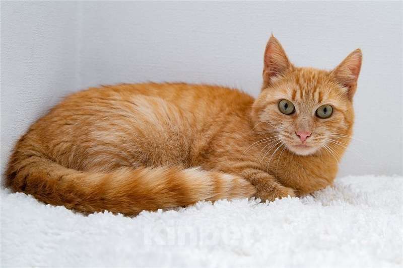 Кошки в Москве: Рыжая кошка в добрые руки. Девочка, Бесплатно - фото 1